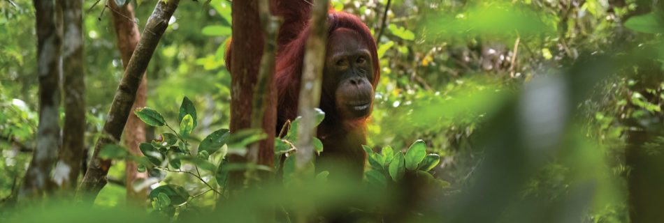 Orang-outan dans un arbre