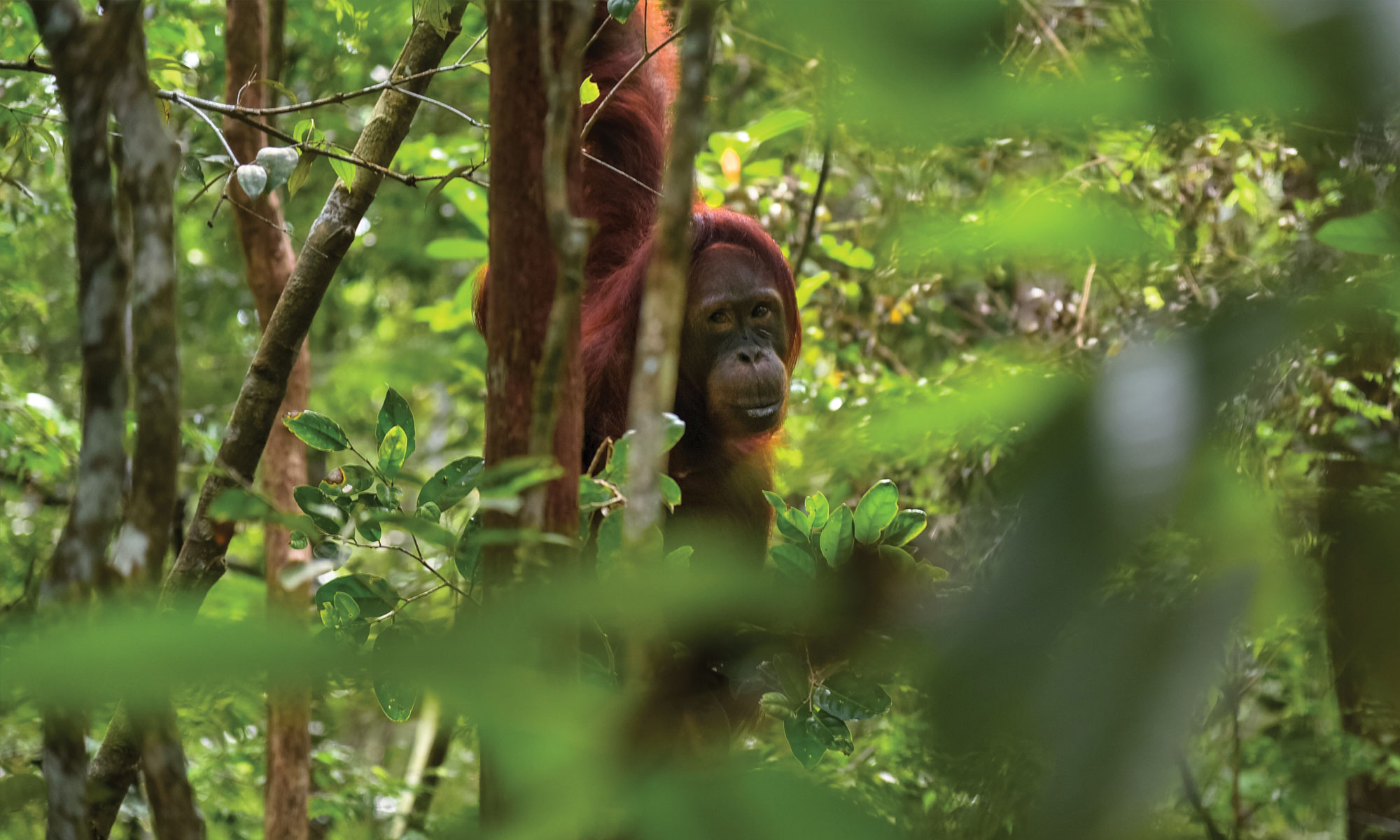 Orang-outan dans un arbre