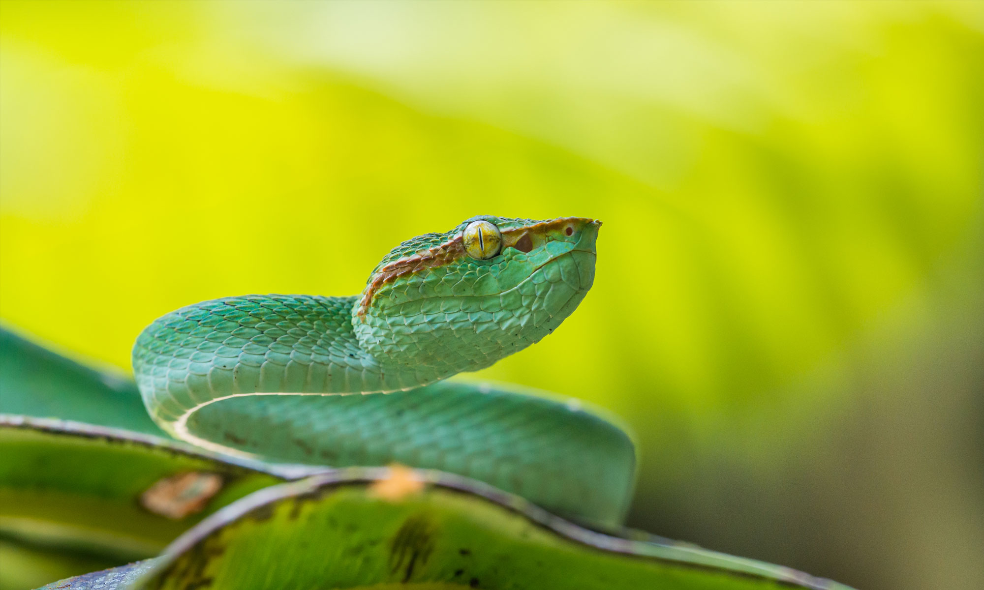Tropidolaemus subannulatus, crédit Pierre Escoubas
